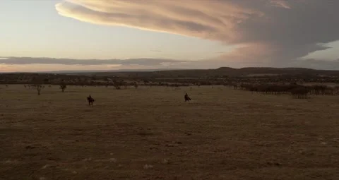 Aerial Pull Of Horses Cantering in the Olerai Conservancy, Maasai mara, Kenya Video stock 151090782