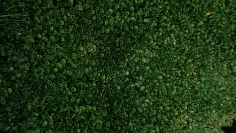 Aerial pull out over lily pads and river Stock Footage 168215043