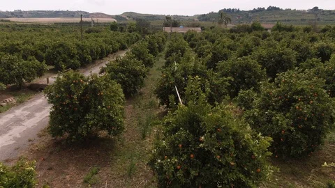 Aerial pull out view of an orange plantation in Sicily (Italy) Stock Footage 109563330