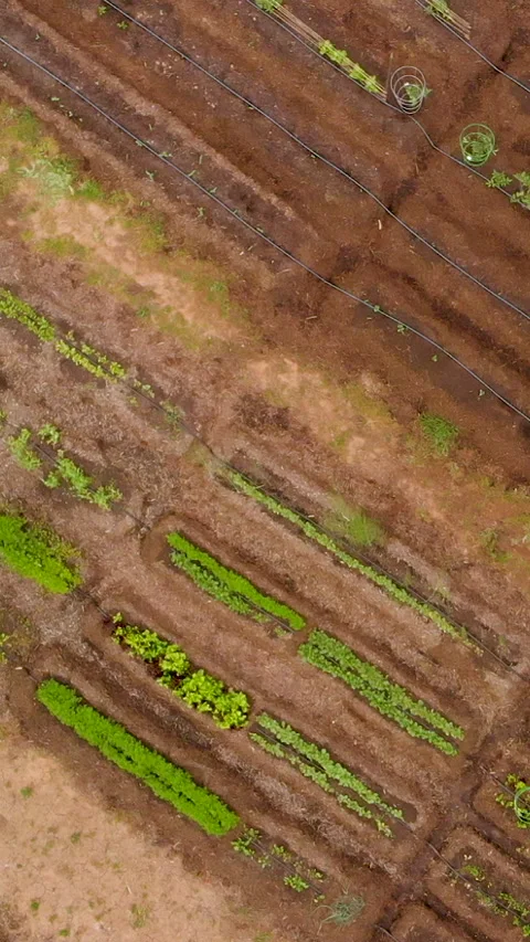 Aerial pull up view of a small vegetable farm vertical Stock Footage 281350117