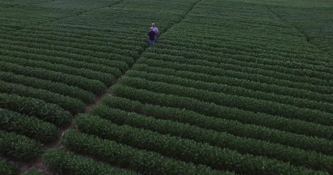 Aerial pullback of 2 farmers inspecting  lush GMO  soybean field Stock-Footage 68892538