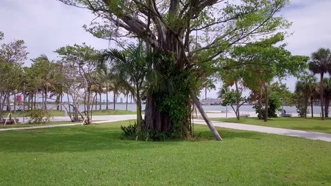 Aerial pullback from Banyan tree in Miami park Stock-Footage 83229154