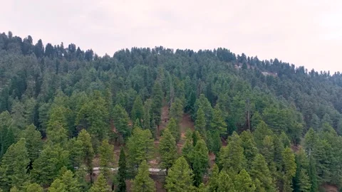 Aerial pullback from dense green pine trees on a Gulmarg mountain slope. Stock-Footage 333802193