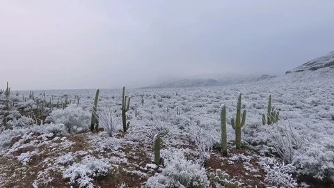 Aerial pullback of desert Saguaro cactus after a rare snow storm Stock Footage 100524910
