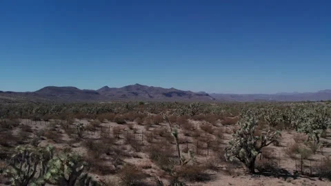 Aerial pullback of exotic Joshua Trees in a remote desert Stock Footage 254357169