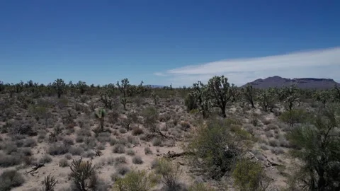 Aerial pullback of exotic Joshua Trees in the Arizona desert Stock Footage 308042550