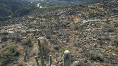 Aerial pullback of giant Saguaro cactus in the Arizona desert Stock Footage 223695350