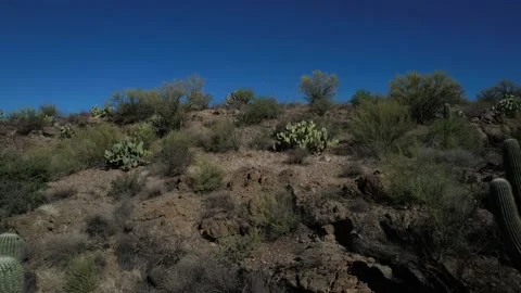 Aerial pullback of large Saguaro cactus in the Arizona desert Stock Footage 194937706