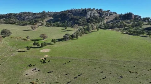 Aerial pullback over cattle feeding on a farm and Mt Teneriffe beyond Stock Footage 280091600