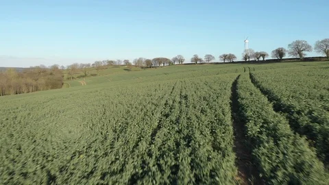 Aerial Pullback Over Field Of Growing Rapeseed Crops, Canola Oil. Video stock 105212278