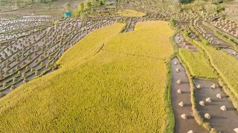 Aerial Pullback Over Golden Terraced Rice Fields at Harvest 스톡 동영상 348469906