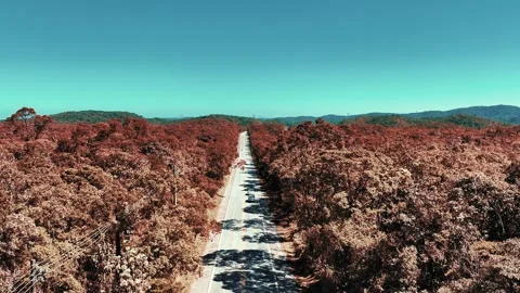 Aerial Pullback Over Highway Through Red Forest Stock Footage 344826273