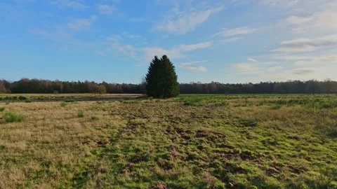 Aerial Pullback pine Row trees open field Vídeos de archivo 324585355
