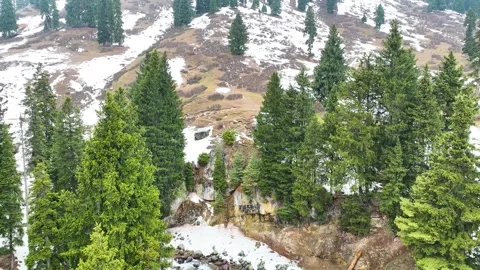 Aerial pullback from pine trees on a snowy mountain slope in Gulmarg Kashmir. 库存影片 333800382
