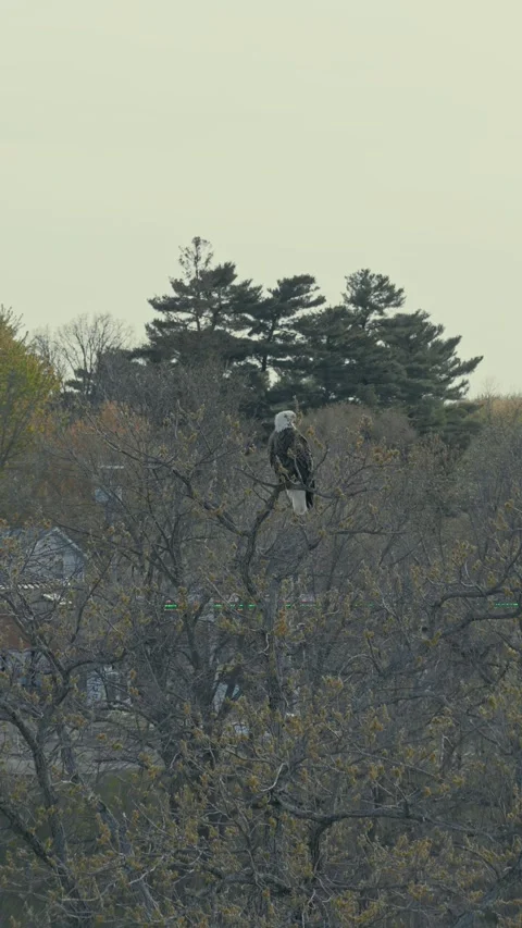 Aerial pullback revealing bald eagle perched high on bare tree branch among Stock Footage 336807391