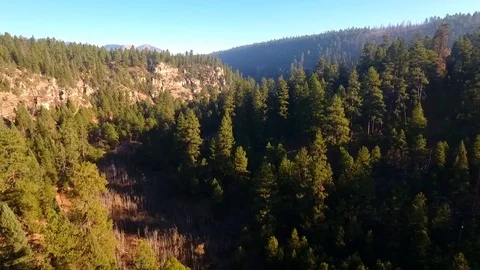 Aerial pullback through trees in a forest canyon Stock Footage 81526180