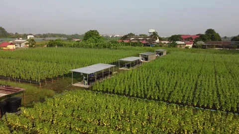 Aerial pullback view of cucumber farm in Malaysia Stock Footage 270423005