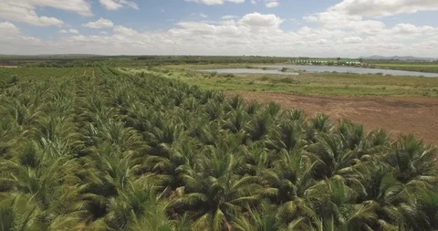 Aerial pulling back across coconut palm tree plantation with wind in their 스톡 동영상 101285195