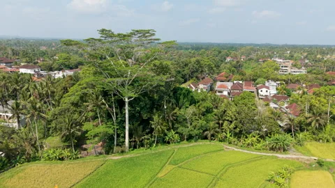 Aerial Pulling Back and Rising From Tall Tree to Reveal Village and Rice Fields Stock Footage 346232387