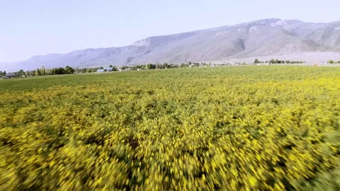 Aerial-Pulling back field of wild sunflowers distant town Stock Footage 159722083