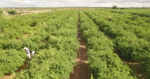 Aerial pulling back to reveal traditional fruit pickers harvesting organic Stock Footage 101284937