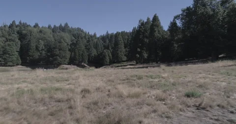Aerial pulls back low over dry meadow with a green forest in the background Видео 150837377