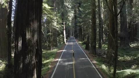 Aerial pulls back as man walks down the Avenue of the Giants scenic highway Stock Footage 324519700