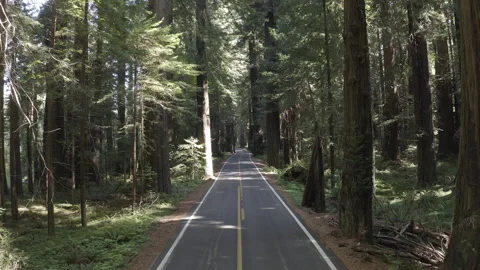 Aerial pulls back over car driving down the Avenue of the Giants scenic highway Stock Footage 324520085