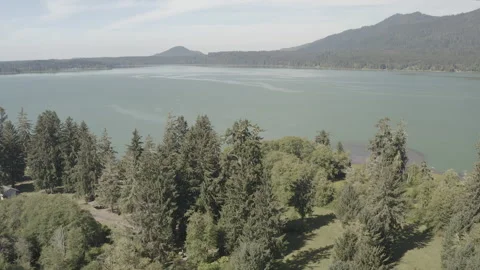 Aerial pulls back over the largest Sitka Spruce tree to reveal Lake Quinault Stock Footage 345180876