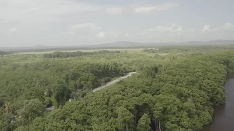 Aerial pulls back over section of Nariva Swamp in Trinidad on sunny day Stock-Footage 261911869
