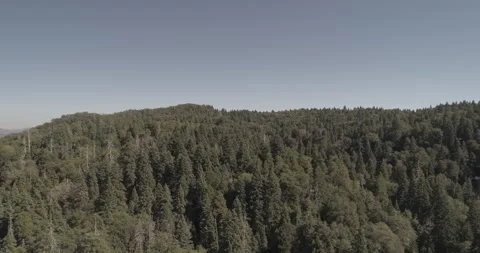 Aerial pulls back over the tops of a thick green forest on a sunny day 스톡 동영상 150847359