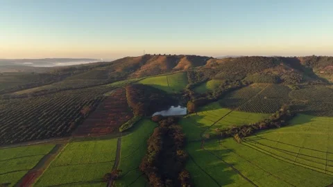 Aerial pulls out from lush tea plantation in Eastern Zimbabwe 動画素材 344230318