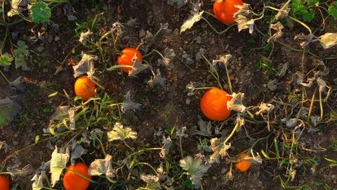 Aerial Pumpkin field Overhead crane up Stock-Footage 116889836