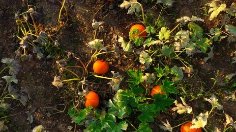 Aerial Pumpkins field Overhead Boom-up Stock-Footage 116889858