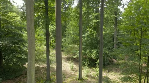 Aerial Push in between trees Stock-Footage 159358790