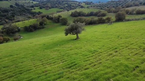 Aerial push out of lone olive tree in green field and mountain farms Stock Footage 337459903
