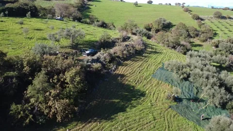 Aerial push out of pickup and farmers harvesting olives on hillside Stock Footage 337458985