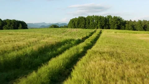 Aerial Push Out Shot Of The Path That Leads to Forest Between Farm Fields. Stock Footage 250268979