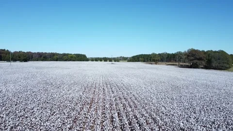 Aerial push over cotton field. Drone flying over cotton in South Carolina. Stock Footage 165841422