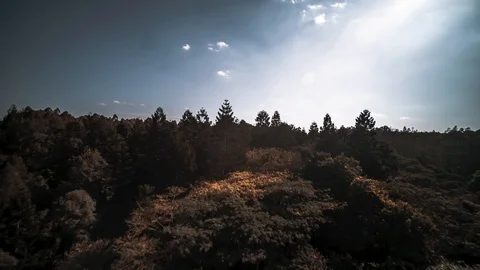 Aerial Push over Karura Forest Canopy in Nairobi Stockbeeldmateriaal 129870580