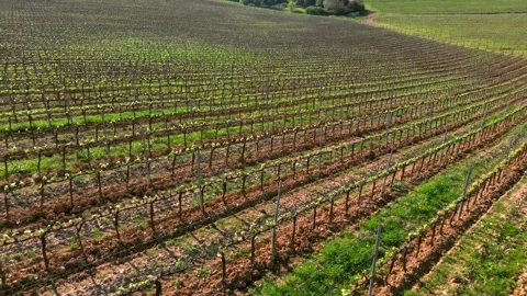 Aerial push-in over sloping hillside vineyard with orderly rows of grapevines Vídeo Stock 328290159