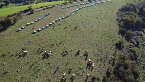 Aerial push in panoramic pasture with sheep grazing and beehives near forest Stock Footage 337459655
