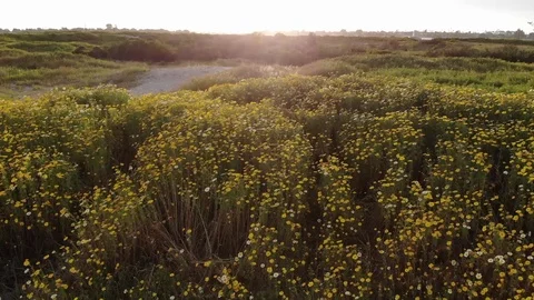 Aerial Push into a Sunset Over Beds of Wild Flowers On a Sandy Coast Video stock 119941267