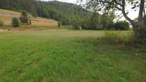 Aerial Push In Toward Dense Forest Edge From Open Field Stock Footage 341829989