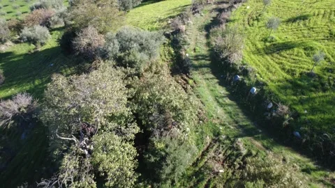 Aerial push in view of dirt road through olive grove on hillside Stock Footage 337460440