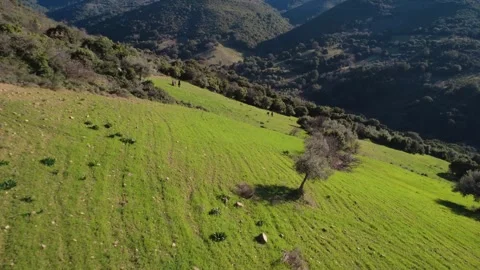 Aerial push in view of hillside field with lone olive tree and hikers Stock Footage 337459257