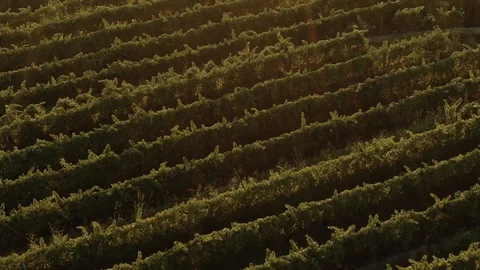 Aerial push in view of a vineyard in Autumn before sunset on mount Etna (Sicily) Stock Footage 118947237