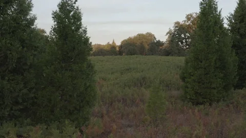 Aerial pushes between trees low over a lush green meadow in California Vídeos de archivo 150825586