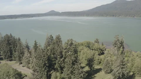 Aerial pushes over the largest Sitka Spruce tree towards Lake Quinault Stock Footage 345180785