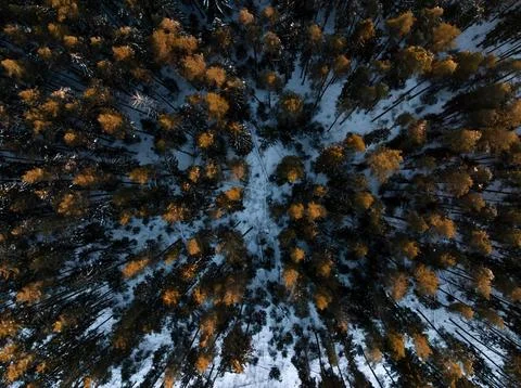 Aerial radial pattern of snow dusted conifers with golden treetops Stock Photos